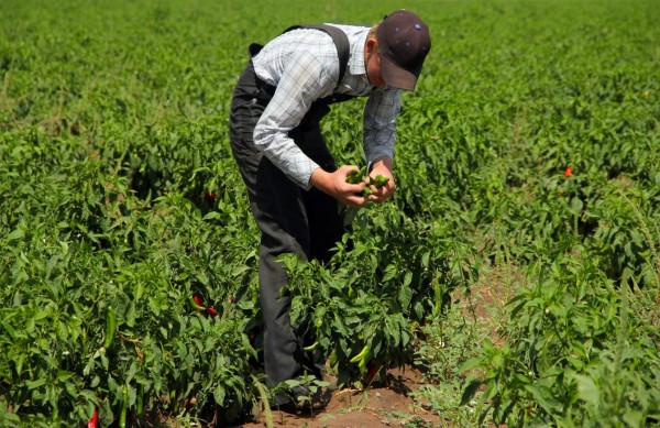 Menonitas, entre su tradición y la modernidad