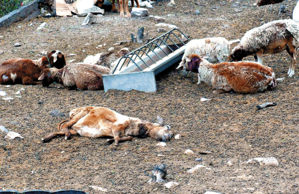 Misterioso animal mata ovejas en Comayagua