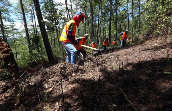 Arrecian los operativos para evitar más incendios
