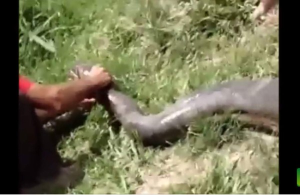 Así reaccionó un grupo de personas ante ataque de una anaconda
