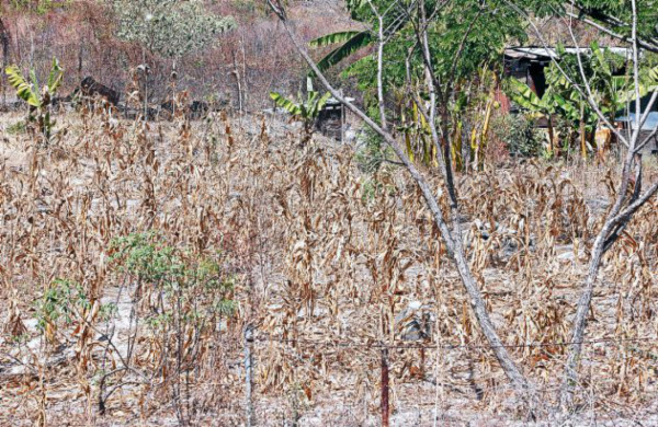 Banca reduce de manera paulatina el financiamiento al agro nacional