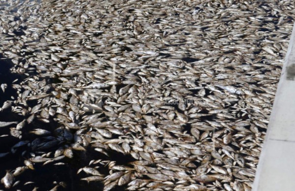 Marea roja en playas de Florida pone a autoridades en alerta