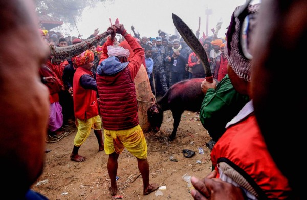 FOTOS: El dantesco ritual en el que degollaron a 300 mil animales en Nepal