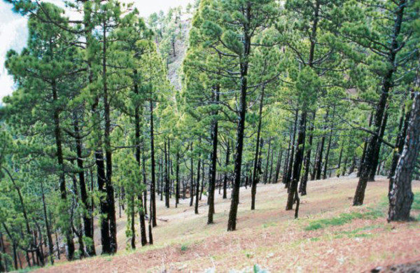 Los otros símbolos patrios de Honduras