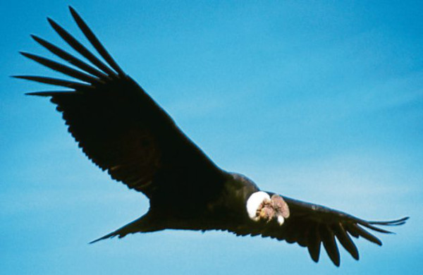 Alarmante aumento de número de especies extintas