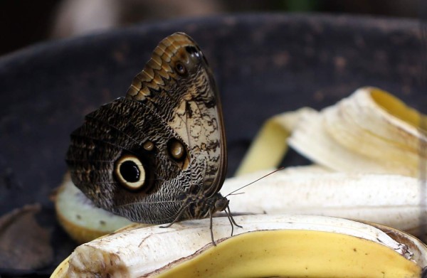 Uno de los cinco mariposarios del país se encuentra en Tegucigalpa