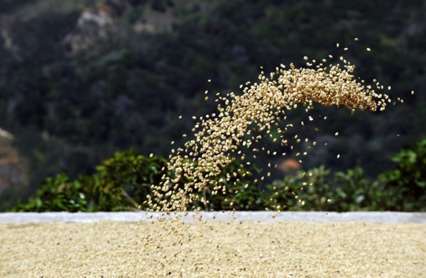 Casi cinco millones de café exportados