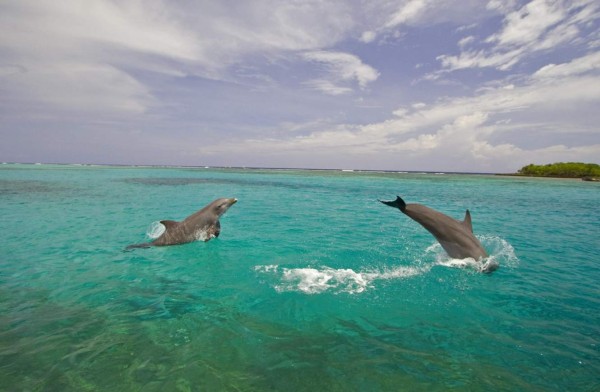Sacan las botellas del mar en Utila y las usan para asfaltar sus calles