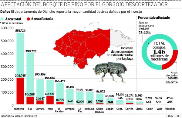 Pérdidas por el gorgojo de pino son de L 5,000 millones