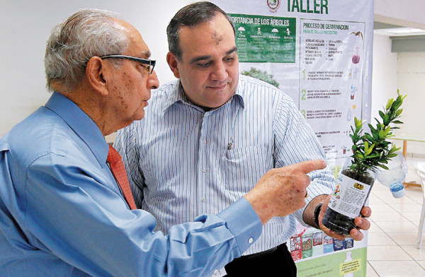 Empleados de Larach cultivarán moringa, el 'árbol de la vida”