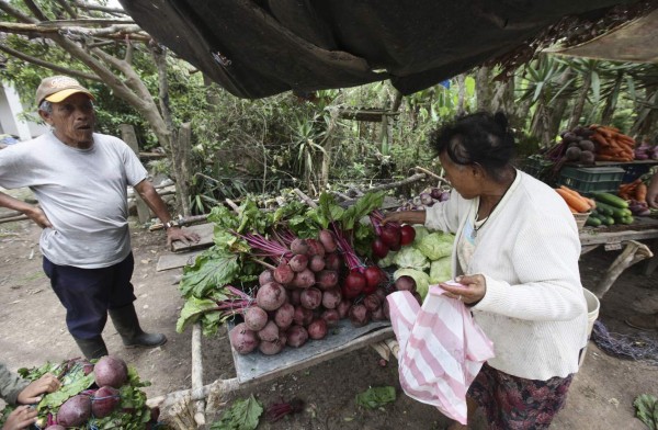 Al menos 50% de la producción se perdió por falta de lluvias en Lepaterique