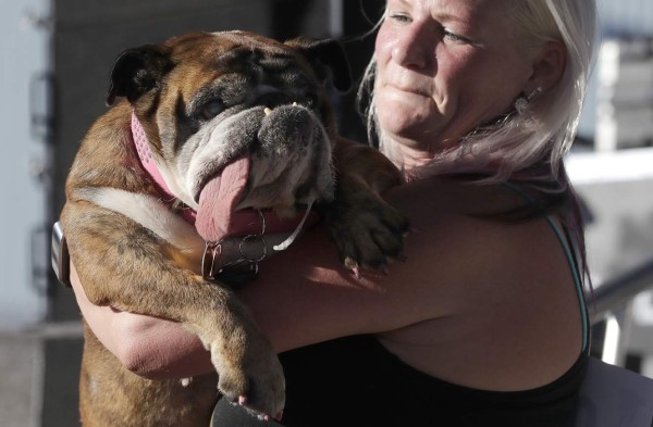 Así es Zsa Zsa, el bulldog baboso de California considerado el perro más feo del mundo
