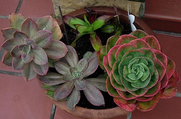 ¿Cómo cuidar de sus plantas?