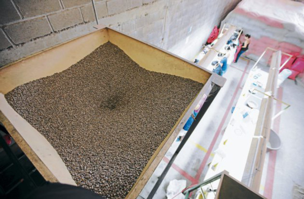 Mágico grano que conquista el paladar de los sanmarqueños