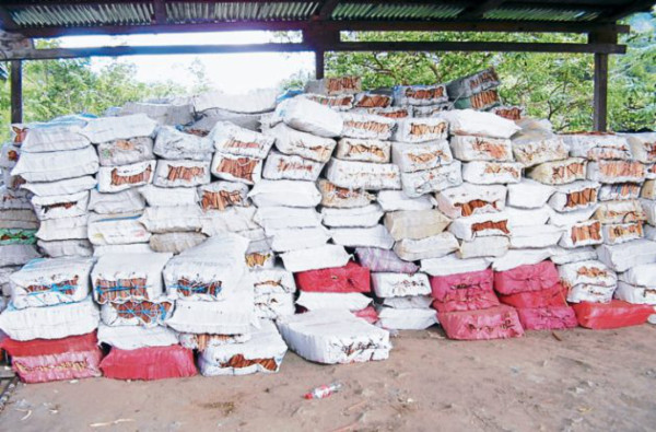 Pobladores de Salamá y La Unión producen ocote para exportación