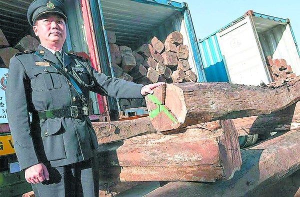 La confiscación de los troncos de palisandro puso al descubierto el mayor contrabando de esa especie en Hong Kong.