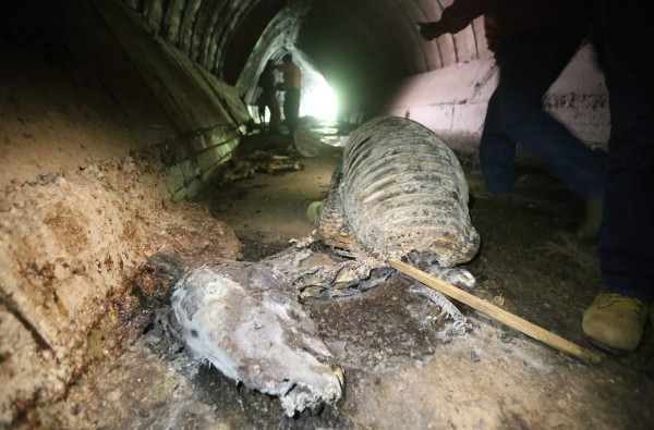 Honduras: Identifican destace ilegal de caballos en Nueva Suyapa