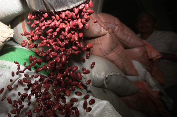 Frijoles etíopes llegan a Honduras