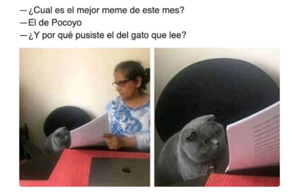 Divertidos memes del gato regañado que invaden las redes