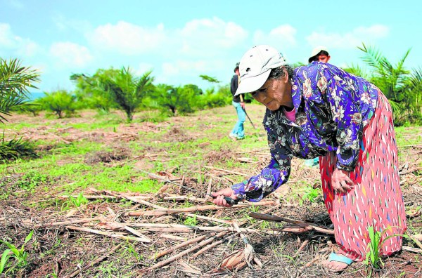 Baja producción persiste desde hace dos décadas