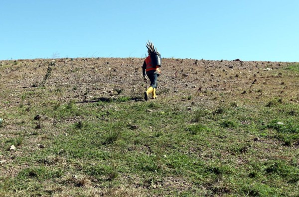 Honduras: Montañas de desechos del botadero municipal comienzan a desaparecer