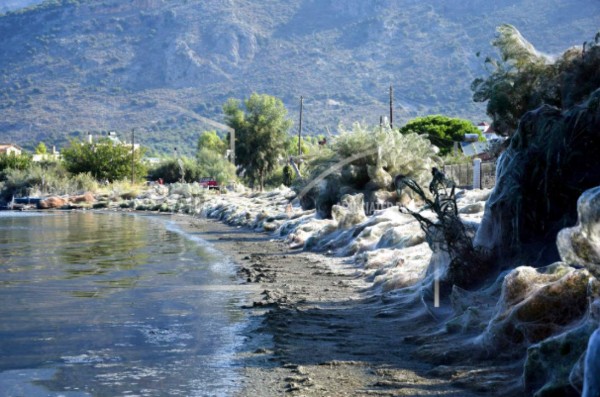 Arañas en Grecia tejen enorme telaraña sobre árboles