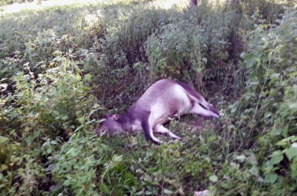 Expertos de Senasa investigan rara enfermedad mataganado