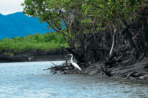 Un recorrido al natural por el bosque de mangle