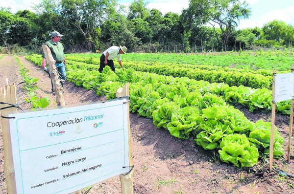 Logran primera cosecha de hortalizas híbridas