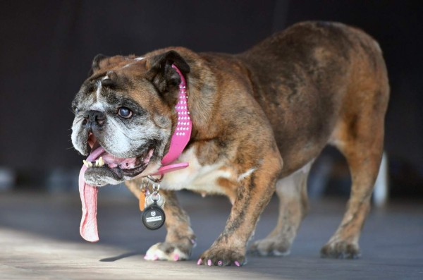 Así es Zsa Zsa, el bulldog baboso de California considerado el perro más feo del mundo