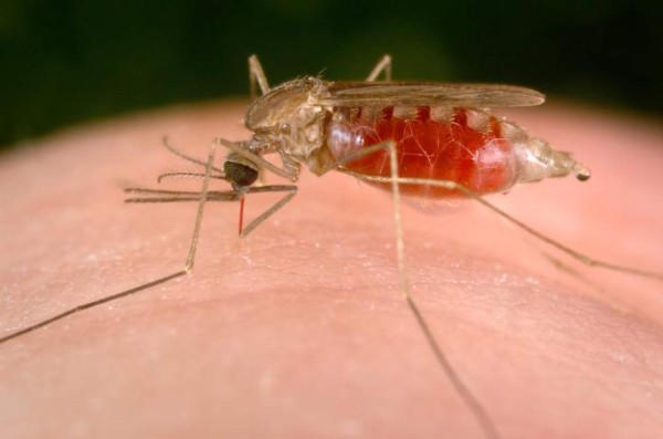 ONG y oposición alertan de aumento de malaria en Venezuela