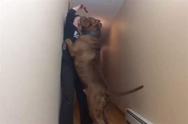 'Hulk' el perro más grande del mundo