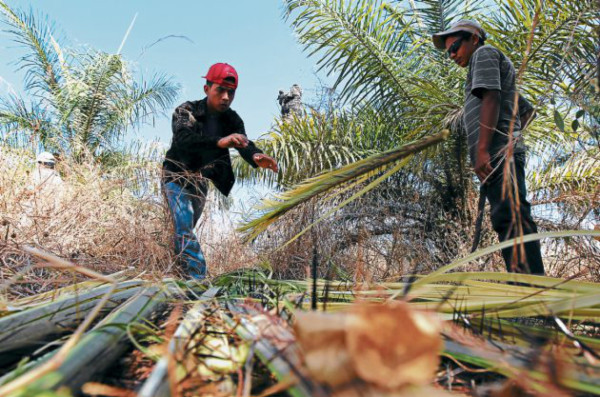 Domingo de Ramos: ¡Hosanna al Hijo de Dios!