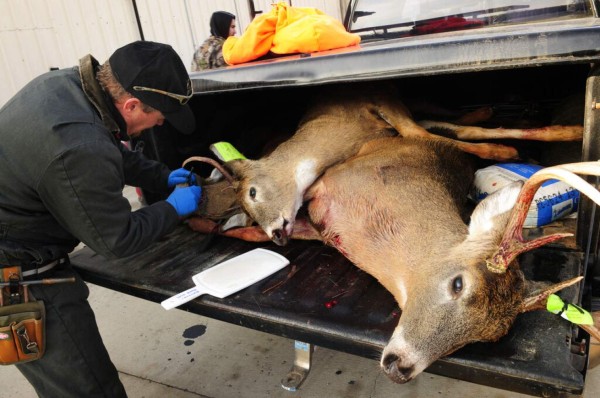 Los venados en la camioneta de un cazador para hacer una prueba y ver si el animal tiene enfermedad crónica debilitante. Foto: AP.