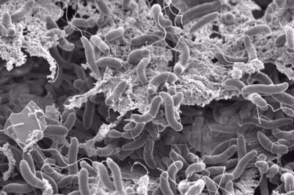 Estas han sido las 20 pandemias más letales de la historia  