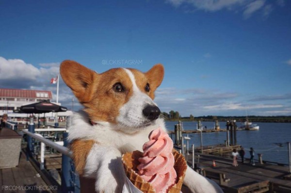 Loki , 'el perro comediante” encanta con sus graciosas publicaciones