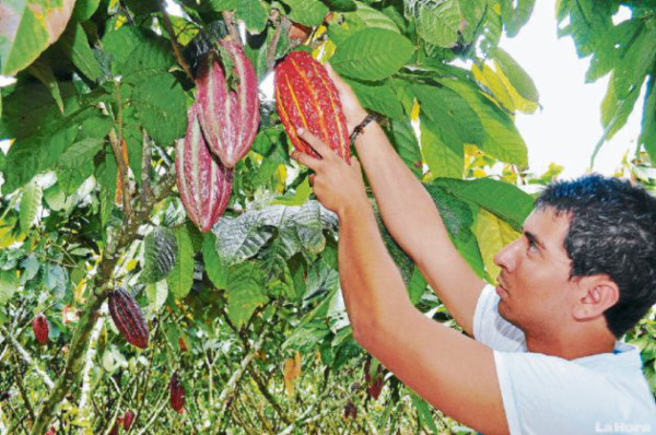Impulsan productos agrícolas locales