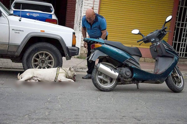 Hombre arrastra a su perro en una motocicleta