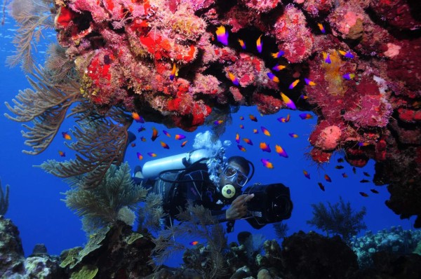Encantos del caribe reunidos en un solo lugar: Roatán