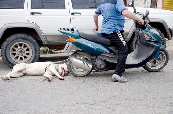 Hombre arrastra a su perro en una motocicleta