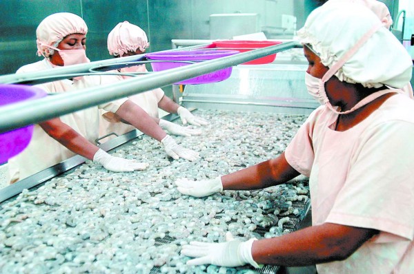 Camarón hondureño no tiene la enfermedad de la cabeza amarilla