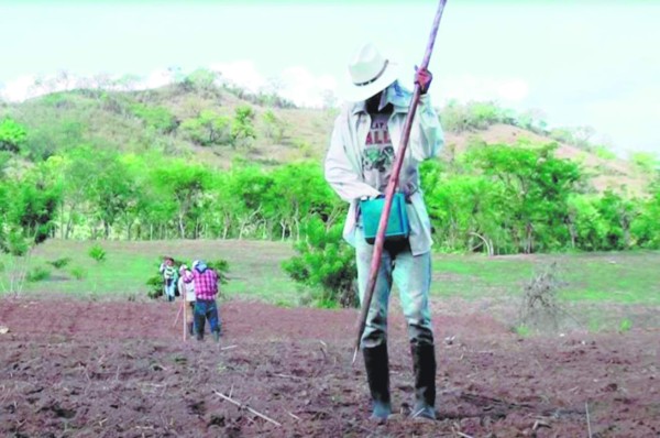 Pierden 800 manzanas de cultivos en Olancho&nbsp;&nbsp;&nbsp;