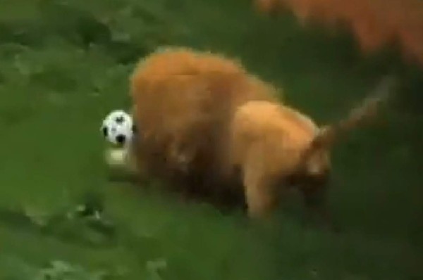 Viral video olimpista de león jugando al balón