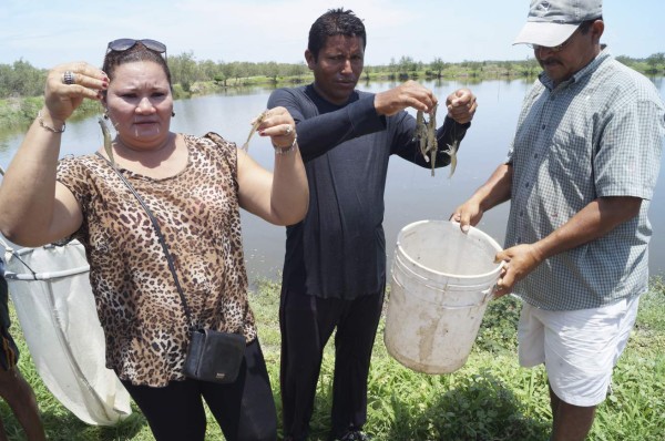 Los socios de la Apazocom muestran el crecimiento del camarón cultivado en la finca Hondufarms, el que será cosechado en los próximos 30 días para su exportación al mercado europeo. (Fotos: Luis Rodríguez)