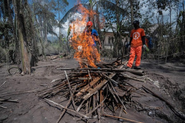 Rescatan a animales 'olvidados' tras erupción volcánica en Indonesia