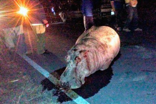 &nbsp;Hipopótamo sin piel ni cabeza encontrado en rancho de México