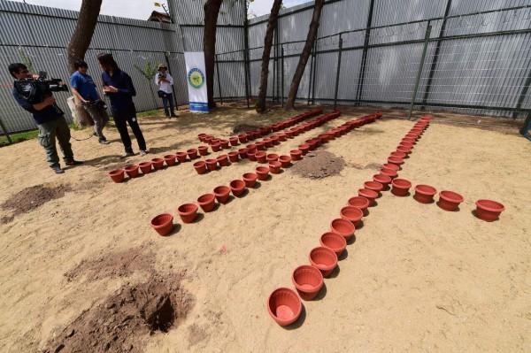 Gobierno de Chile inicia cultivo de marihuana