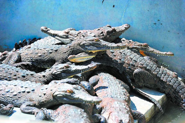 Zoológico Joya Grande auxiliará a los cocodrilos