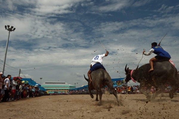 Búfalos al galope en Tailandia