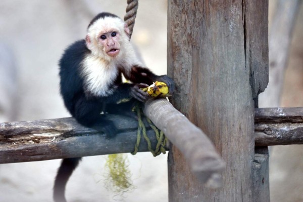 Los inquilinos del Rosy Walther siguen atrayendo a los capitalinos